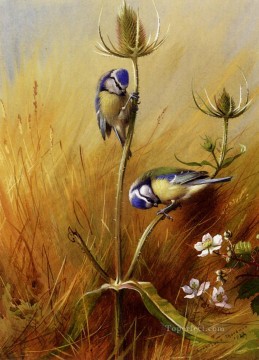  bird Oil Painting - Bluetits On A Teasel Archibald Thorburn bird